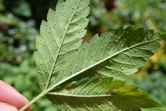 Blatt mit Schädlingen